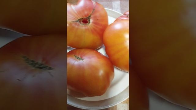 Коллекционный томат Семейная реликвия Родса смотреть онлайн