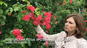 Плетистая роза «Розанна» (Кордес)