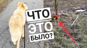 Ральф идет на поправку, то что мы нашли на прогулке повергло меня в шок, СМОТРЕТЬ ДО КОНЦА