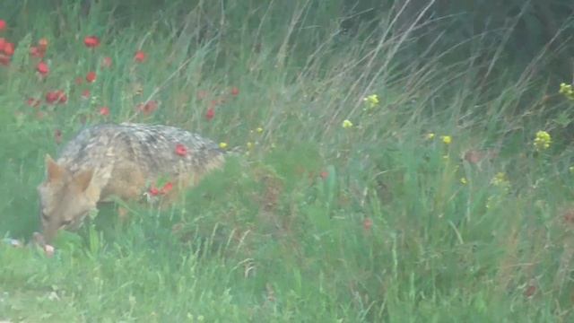 Вечерняя прогулка. Дикий ирис и милые лесные встречи. смотреть онлайн