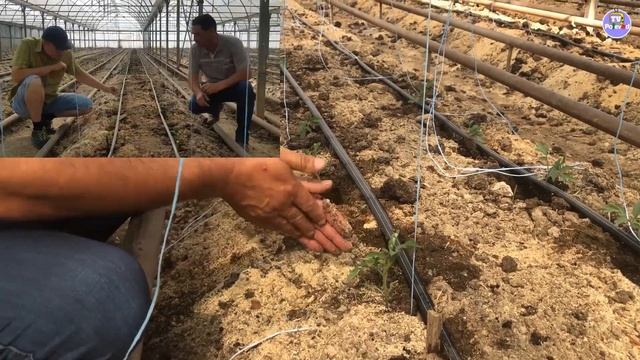 Подвязка рассады томата на шпалерную нить в теплице смотреть онлайн