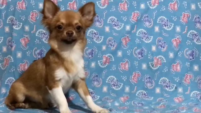 Жиган) длинношёрстный мальчик чихуахуа в ожидании любящей семьи 💖 смотреть онлайн