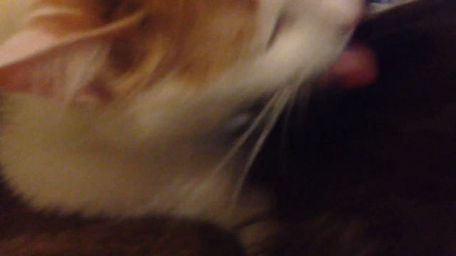 Квест - найти блоху! смотреть онлайн