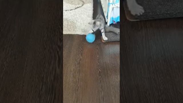 Котенок играет с клубком!!!! смотреть онлайн
