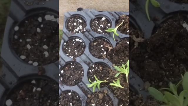 Гвоздика ШАБО! Рассада пикировка подкормка!легко и просто! смотреть онлайн