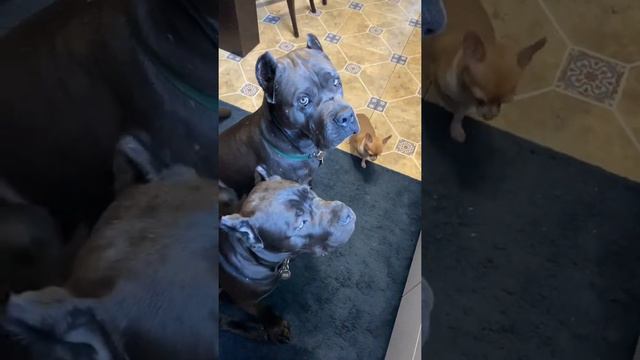 Готовлю я тоже в компании 🥰 #tttt #канекорсо #canecorsoitaliano #canecorso смотреть онлайн