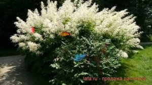 Волжанка двудомная (aruncus dioicus) ? двудомная волжанка обзор: как сажать, рассада волжанки