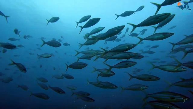 Komodo Island Trip | 21-26 February 2021 | iScuba X Sea Safari Cruises смотреть онлайн