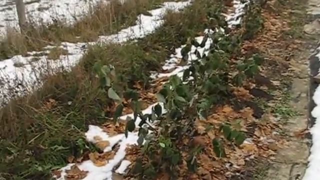 Как получить очень ранний урожай клубники.Укрываем ее на зиму.