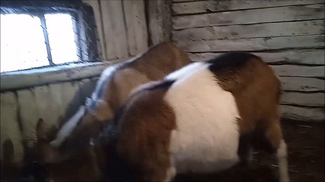 Выходные прошли не зря! И еда... смотреть онлайн