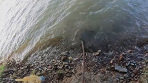 Рыбалка на Новом Затоне в Новосибирске