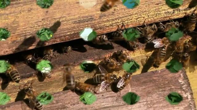 Почему пчелы боятся дыма смотреть онлайн