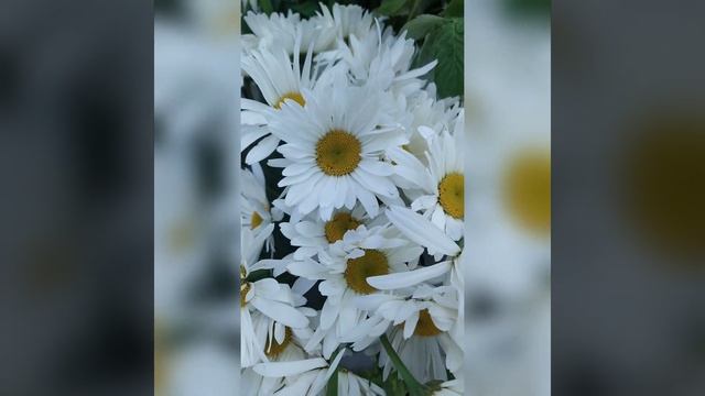 Экзотика для красивых букетов. смотреть онлайн
