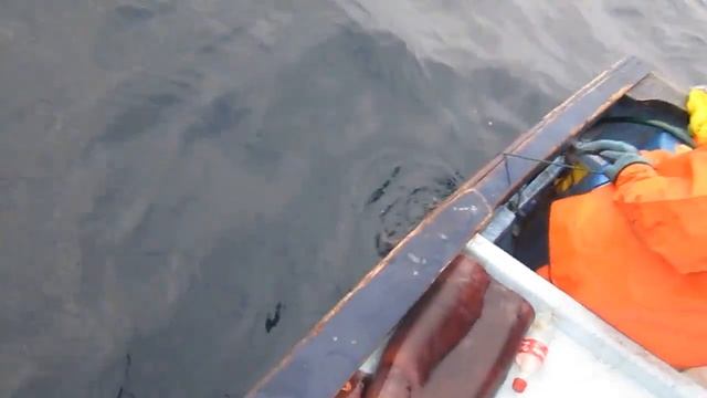 Как ловят огромных кальмаров смотреть онлайн