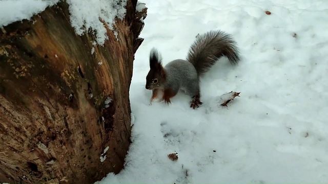Белк поставил рекорд- спрятал 18 орехов за 5 минут! Belk Set A Record - He Hid 18 Nuts In 5 Minutes