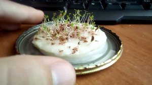 Вырастить берёзу! День 1-15