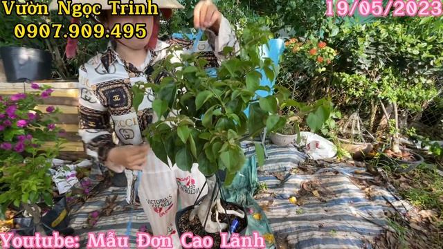 Báo Giá Bông Giấy Milo Batik Kayata Red Briza Tiểu Ấn Độ Zimpass Sakura Belacan Đẹp Giá Rẻ смотреть онлайн