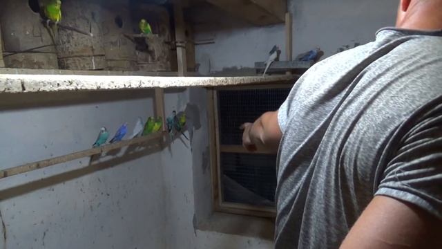 Осмотр гнезд на наличие здоровых птенцов у Волнистых попугаев. смотреть онлайн