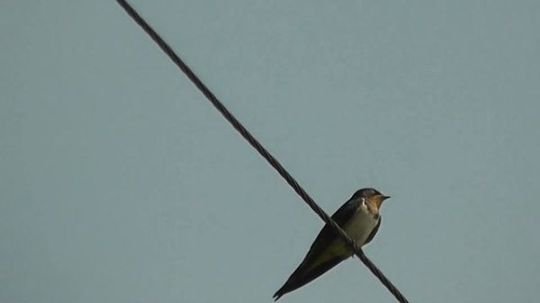 ДЕРЕВЕНСКИЕ ЛАСТОЧКИ(Hirundo rustica) ПОСЕЩАЮТ ДАЧНЫЙ МАССИВ