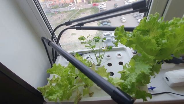 ☘️ Почему сохнет салат и петрушка на гидропонике? Высыхают листья, что делать? смотреть онлайн