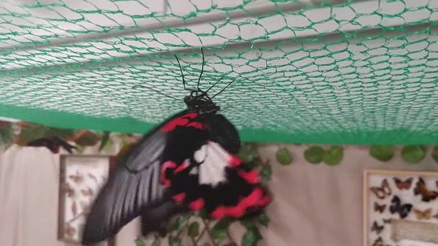 Парусник Румянцева смотреть онлайн