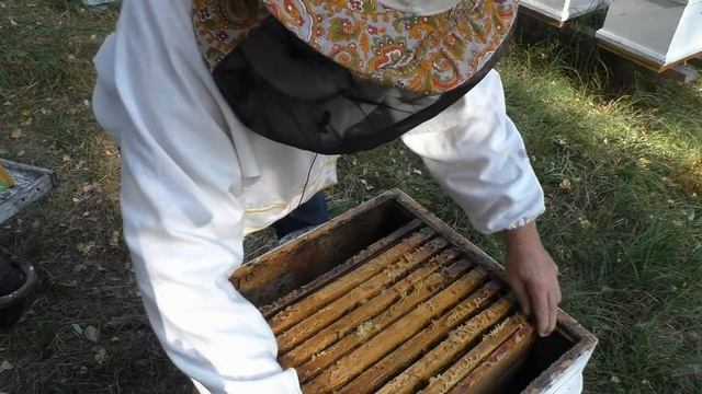 В СЕНТЯБРЕ- ОКТЯБРЕ РАСПЛОД НЕ НУЖЕН. смотреть онлайн