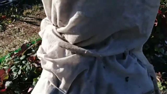 Укрытие абрикоса на зиму на Урале. смотреть онлайн