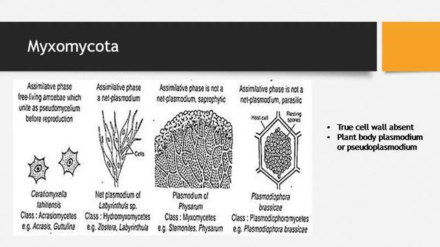 Classification of fungi By Prof. Uma Palni смотреть онлайн