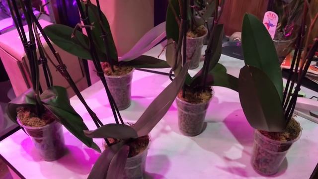 Пересадка реанимашек в грунт для орхидей ZeoFlora.