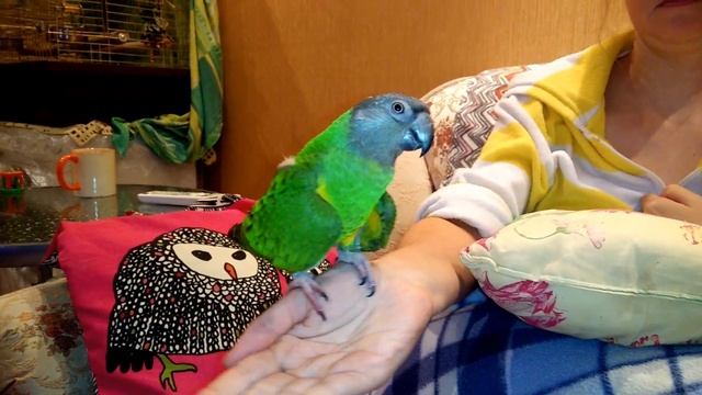 Осенний танец любви в исполнении Сенегала Саши;) смотреть онлайн