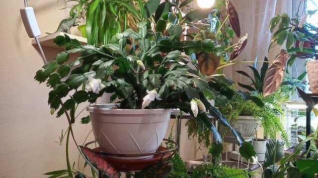 Вот и зацвёл декабрист смотреть онлайн