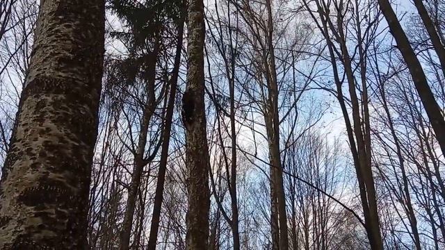 Берёзовая чага. Гриб чага. Сувель или чага, отличия. Первое знакомство с чагой