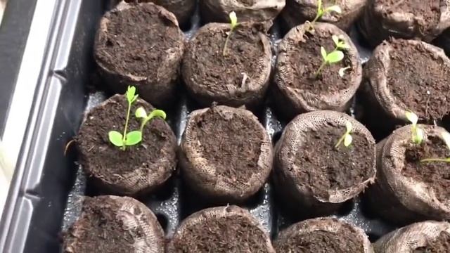 ???10 дней моей дихондре???чудо чудное в моих посадках???и остальные всходы???01.26.19г. смотреть онлайн