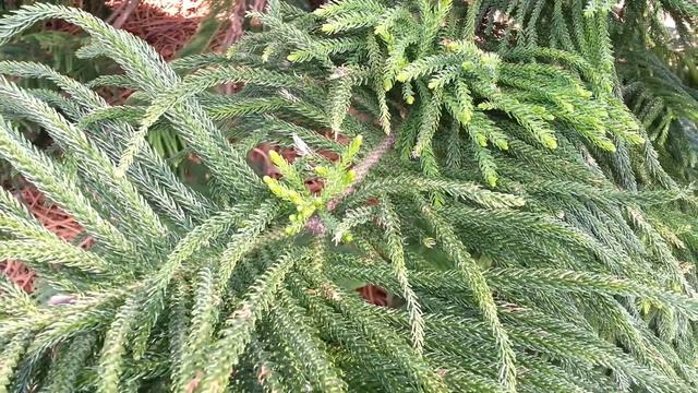 Norfolk Island Pine Araucaria heterophylla HD 03 смотреть онлайн