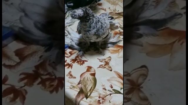 На Это Можно Смотреть Вечно! Красные и гульбадамы. Двухчубые голуби. Tauben. Pigeons смотреть онлайн