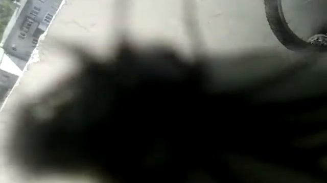 Стая бабочек смотреть онлайн