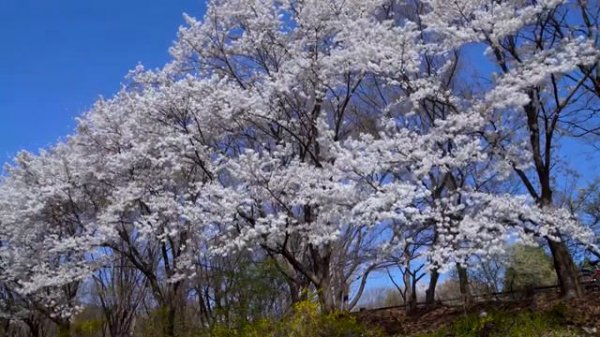 #Sakura Music The Best | Невероятно красивые пейзажи и расслабляющая музыка