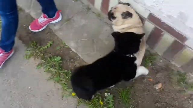 Мопс против лайки(ВСЛ) смотреть онлайн