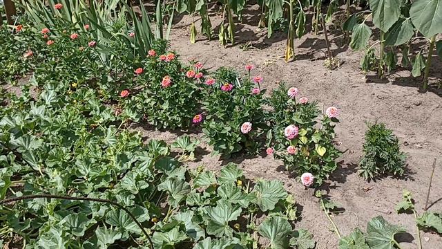 Дыни растут и на Вятке.