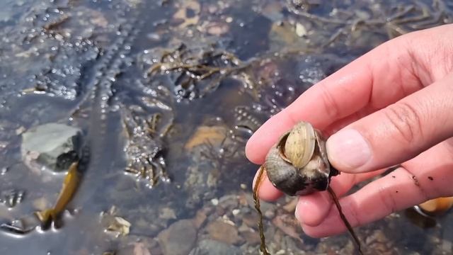 СБОР МОРЕПРОДУКТОВ НА ОСТРОВЕ САХАЛИН-ПРИЕХАЛИ НА ОТЛИВ . смотреть онлайн