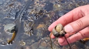 СБОР МОРЕПРОДУКТОВ НА ОСТРОВЕ САХАЛИН-ПРИЕХАЛИ НА ОТЛИВ .