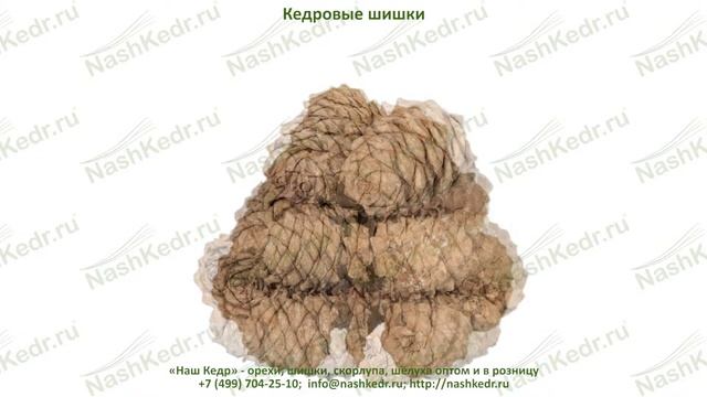 Шишки кедровые смотреть онлайн