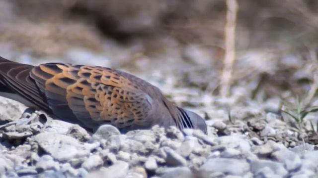 Обыкновенная горлица (Streptopelia turtur) - European Turtle Dove | Film Studio Aves смотреть онлайн