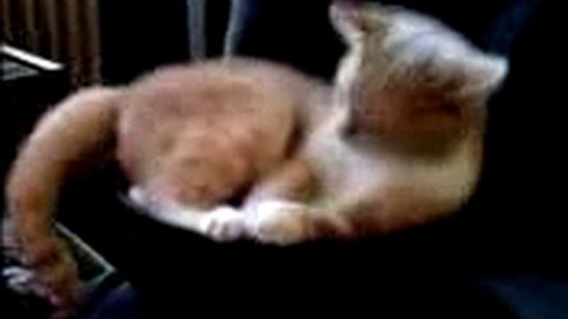 кот на колонке смотреть онлайн