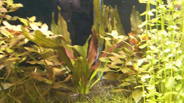 Ludwigia repens Rubin смотреть онлайн