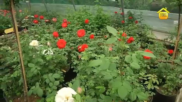 Цветочный мир