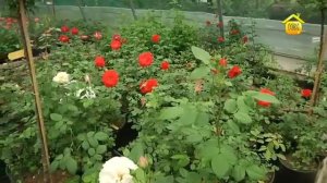 Посадка и уход за розами