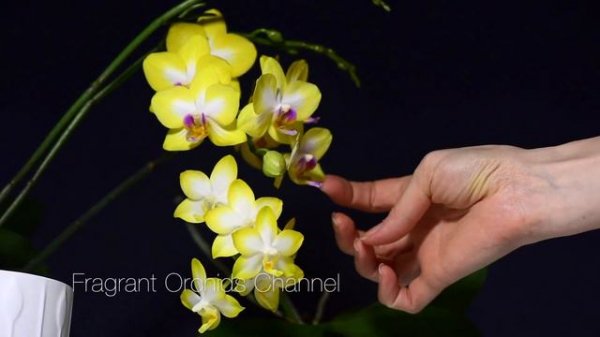 Phal.Yen Shuai Sweet Girl(Shiny Girl) and Fragrant Phal. Yuan Shan Sweet Girl.