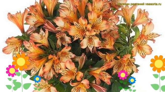 Альстромерия обыкновенная инканча брайс. Краткий обзор, описание Alstroemeria Inticancha Brice