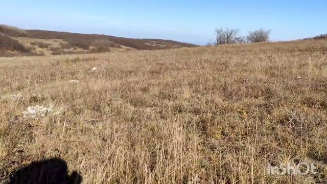 Сбор грибов в Крыму. грибы. Синеножки. Маслята. Грибы 2021. смотреть онлайн